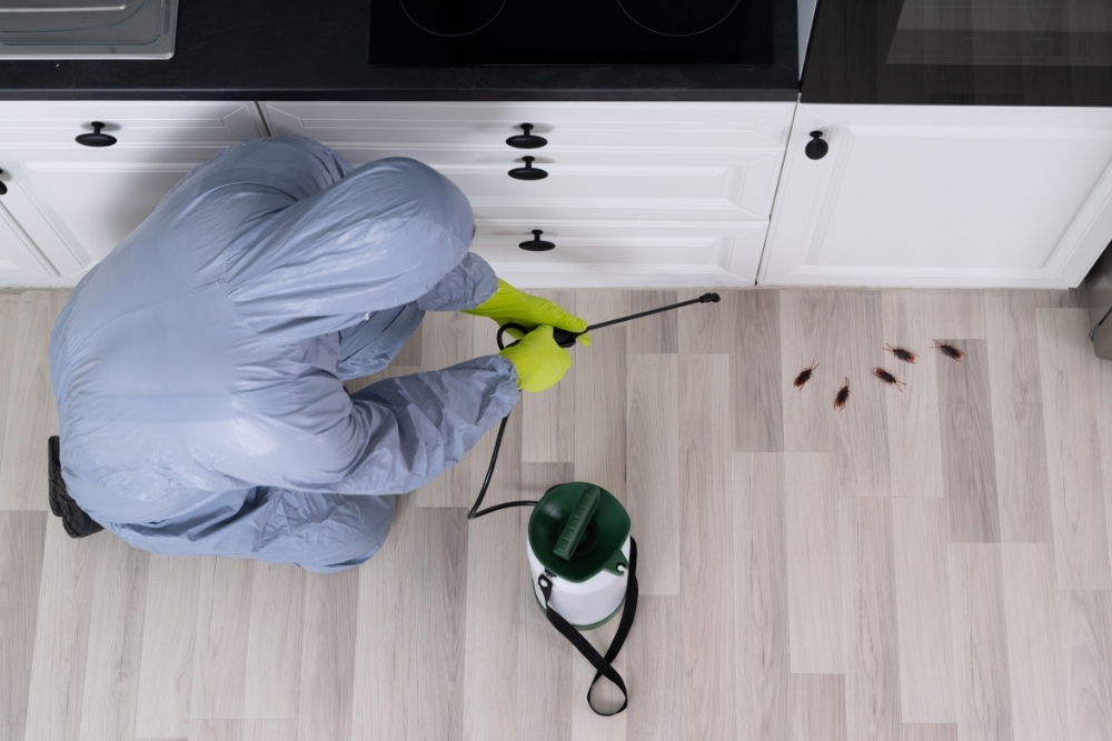 Effective Home Remedies To Protect Your Kitchen From Pests