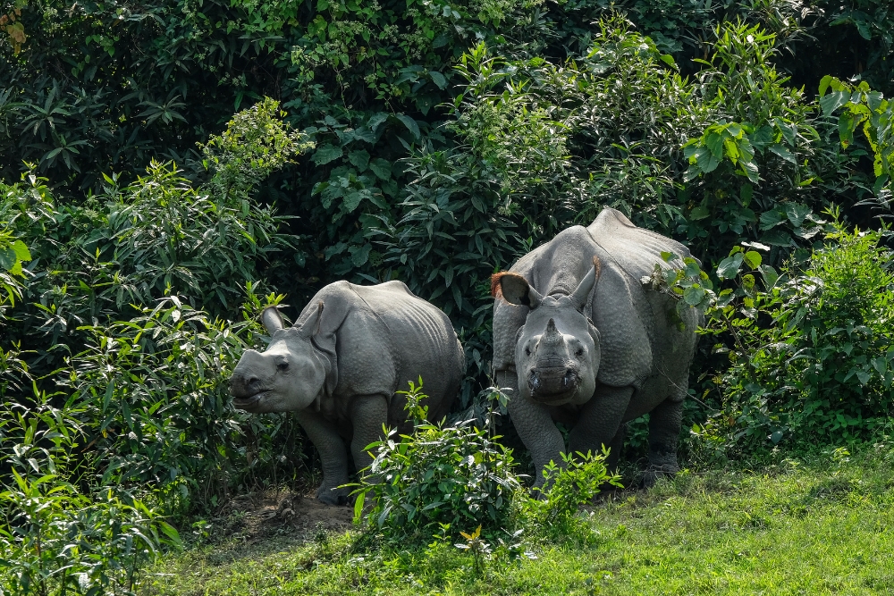 Kaziranga National Park & Tiger Reserve Assam