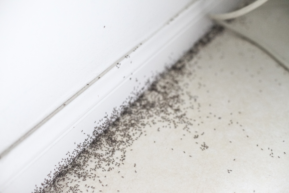 DIY Pest Control: Tips and Tricks for Keeping Pests at Bay Using Household Items 